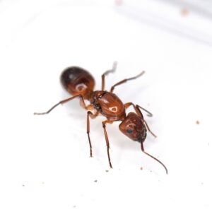 Hodowla mrówek